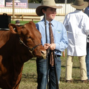 Sean McIntosh at Gosford Steer Show