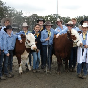 show team Gosford steer show